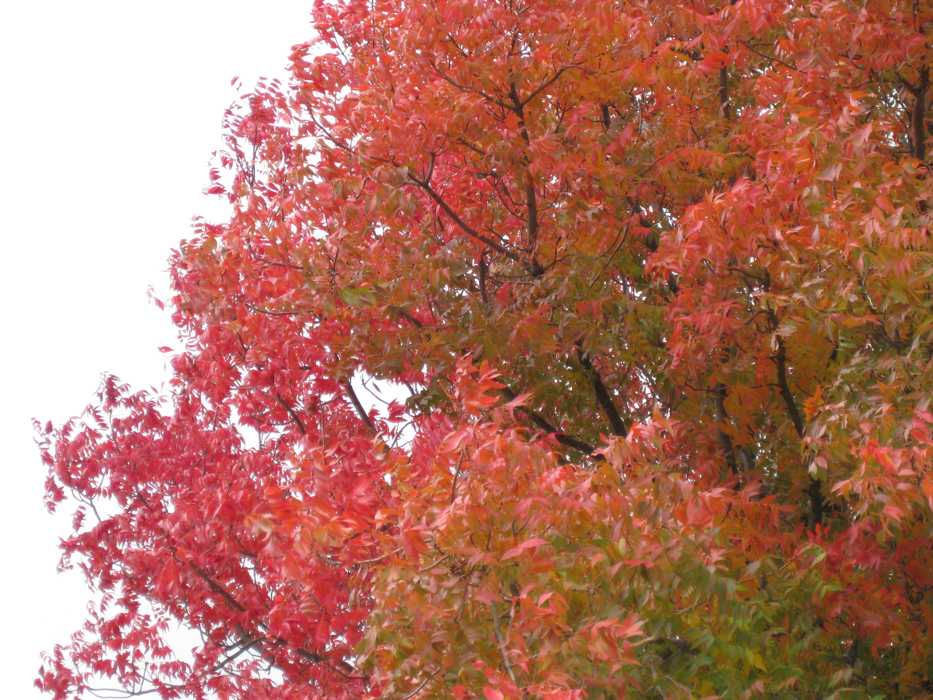 More Fall Colors at Frito Lay 2010.JPG