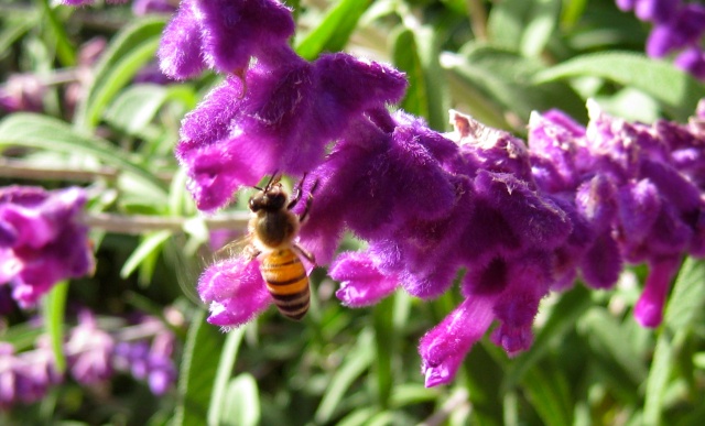 Furry Purple Flowers ABQ Bio Park 2010.JPG