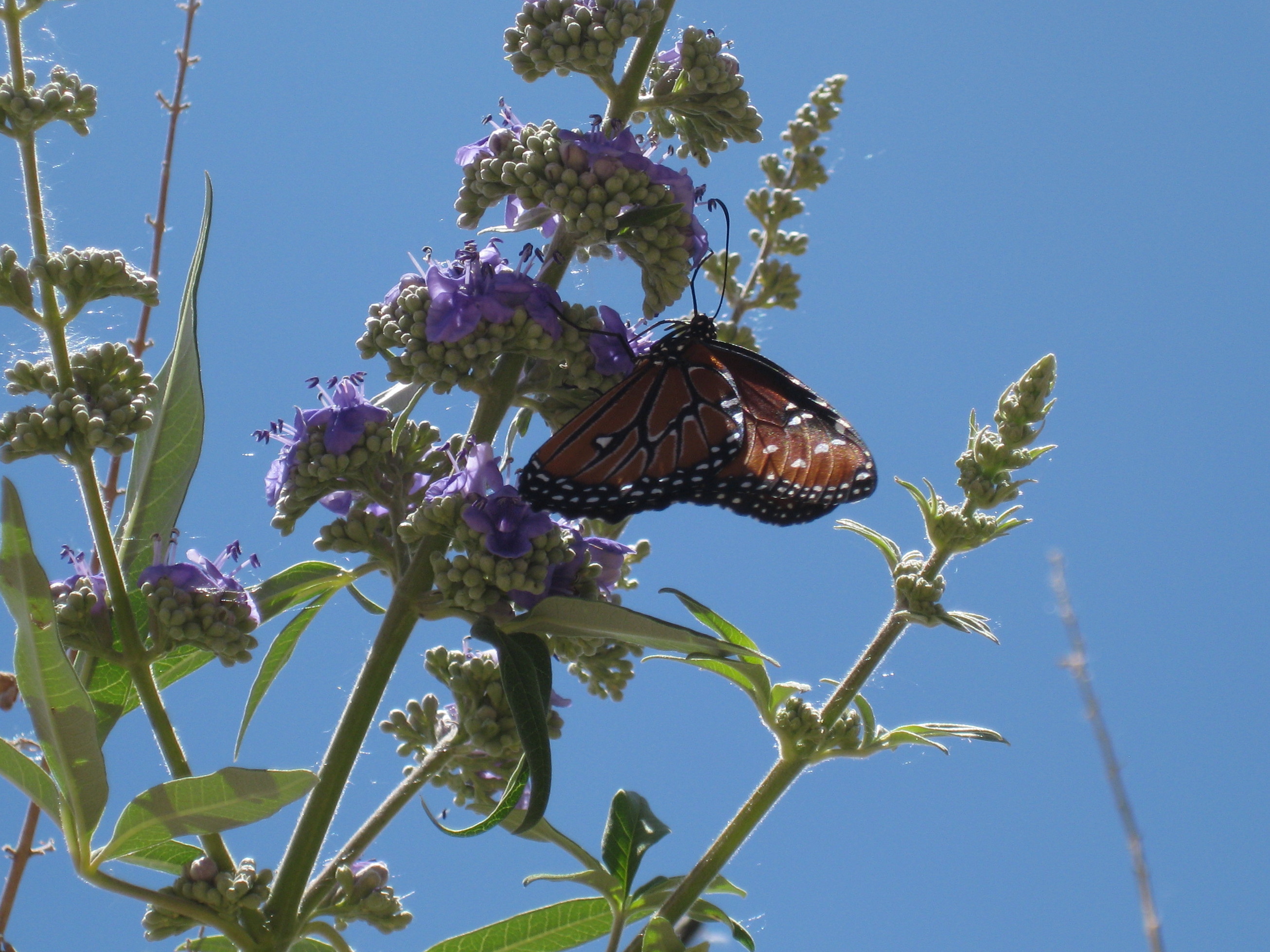 Butterfly for Laura.jpg