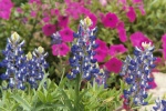 Bluebonnets_Pink Pansies.jpg