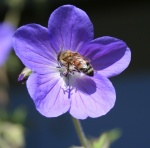 Purple flower with bee.jpg