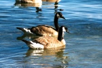 Lake Tahoe Ducks.jpg