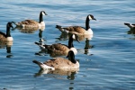 More Lake Tahoe Ducks.jpg