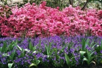 More Dallas Blooms 2001.JPG