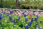 Bluebonnet wall.jpg