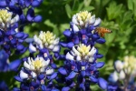 Bluebonnet bee.jpg